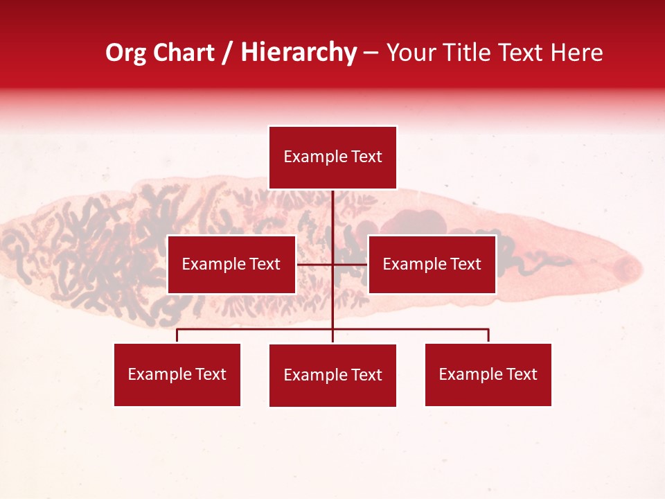 Uterus Eggs Ant PowerPoint Template