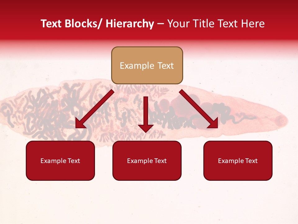 Uterus Eggs Ant PowerPoint Template