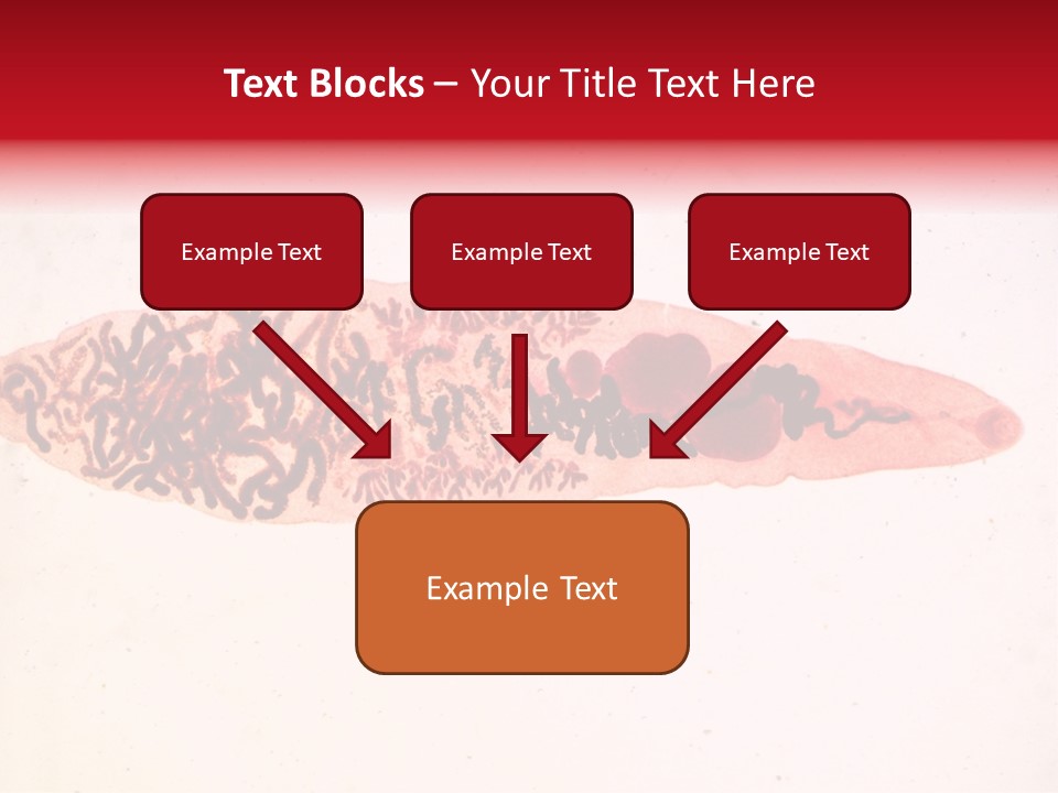 Uterus Eggs Ant PowerPoint Template