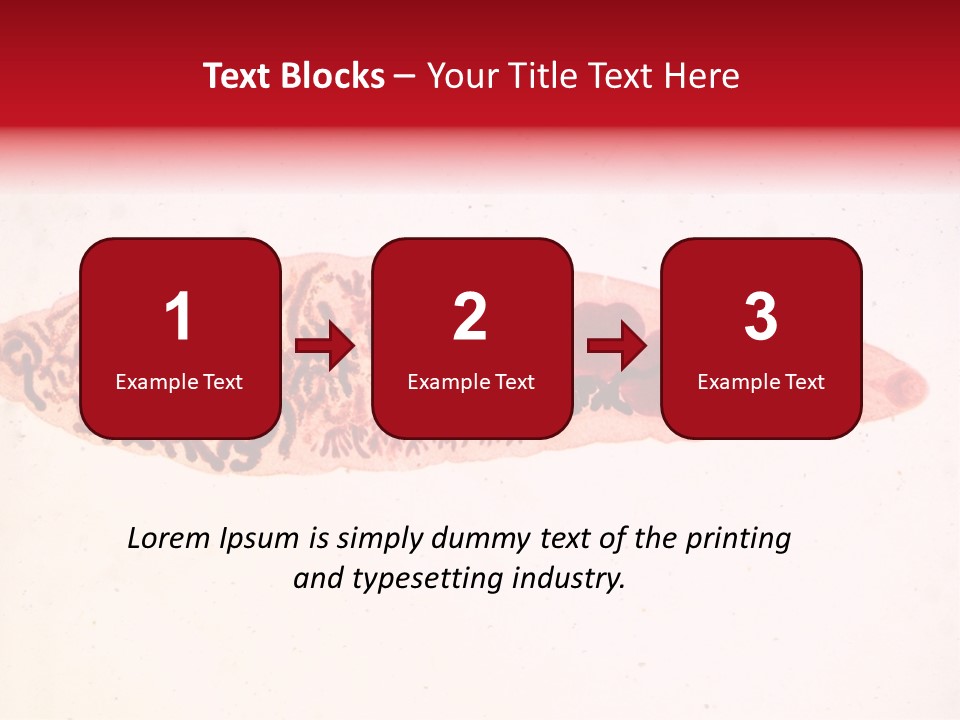 Uterus Eggs Ant PowerPoint Template