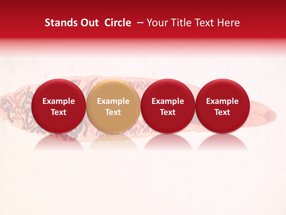 Uterus Eggs Ant PowerPoint Template