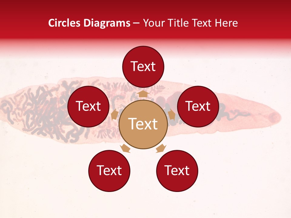 Uterus Eggs Ant PowerPoint Template