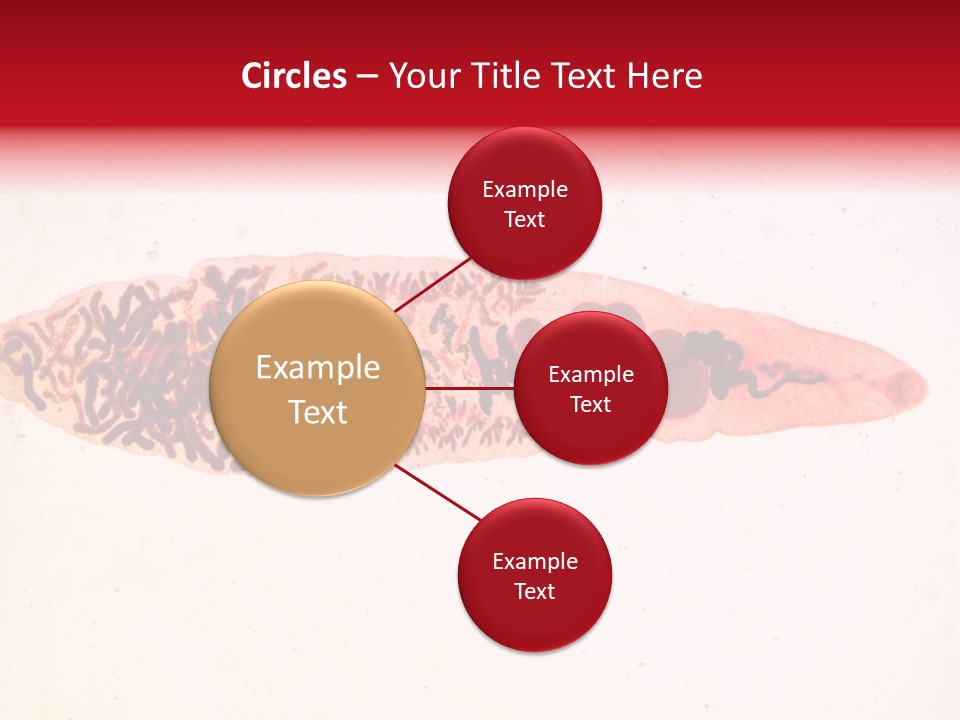 Uterus Eggs Ant PowerPoint Template