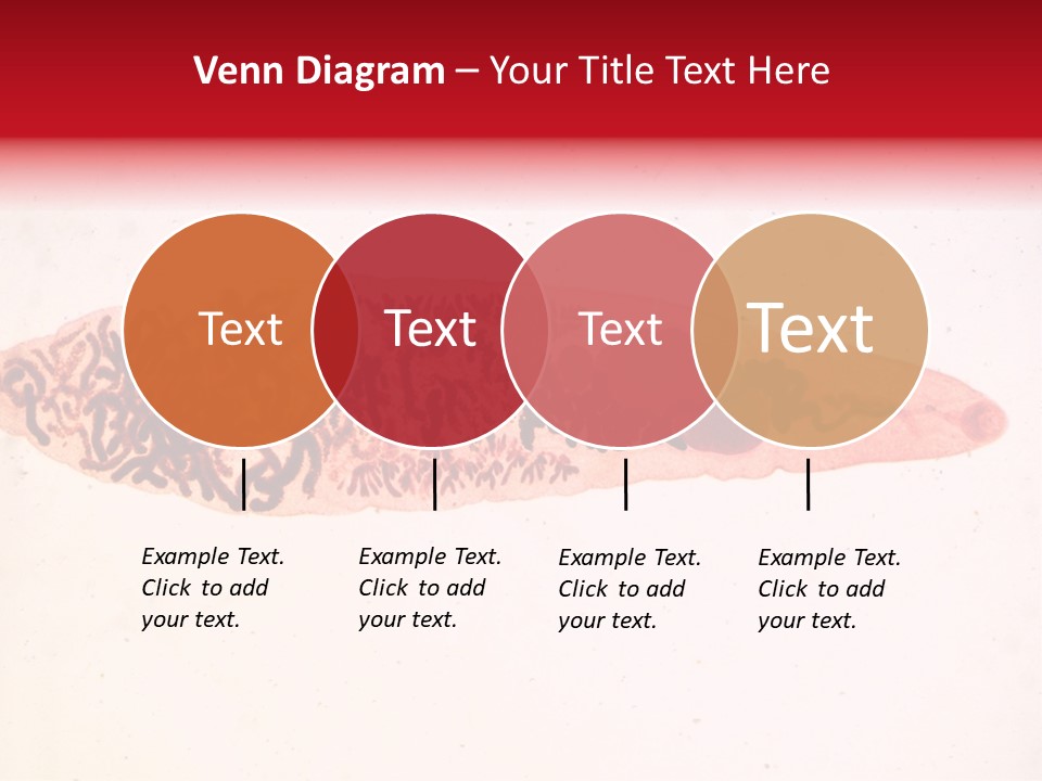 Uterus Eggs Ant PowerPoint Template