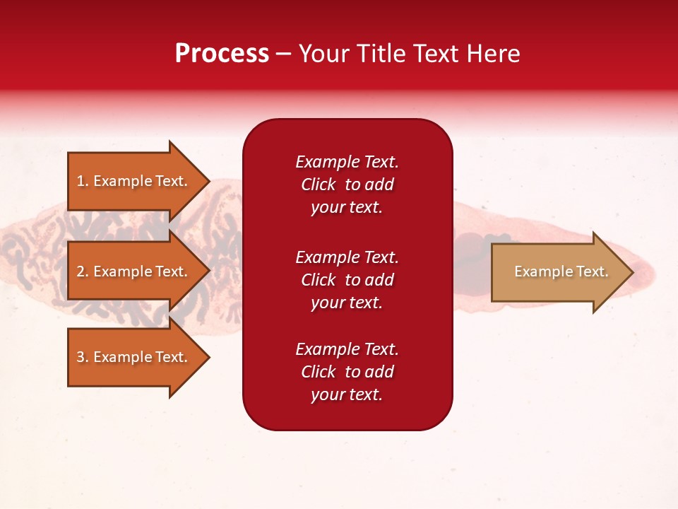 Uterus Eggs Ant PowerPoint Template