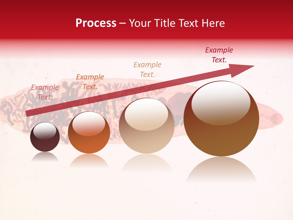 Uterus Eggs Ant PowerPoint Template