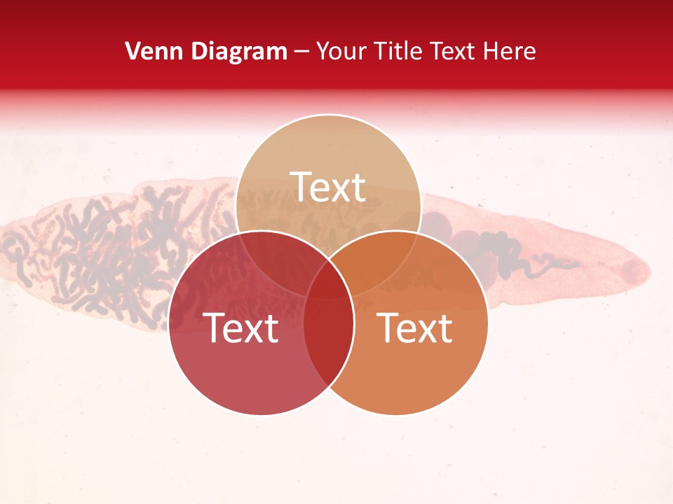 Uterus Eggs Ant PowerPoint Template
