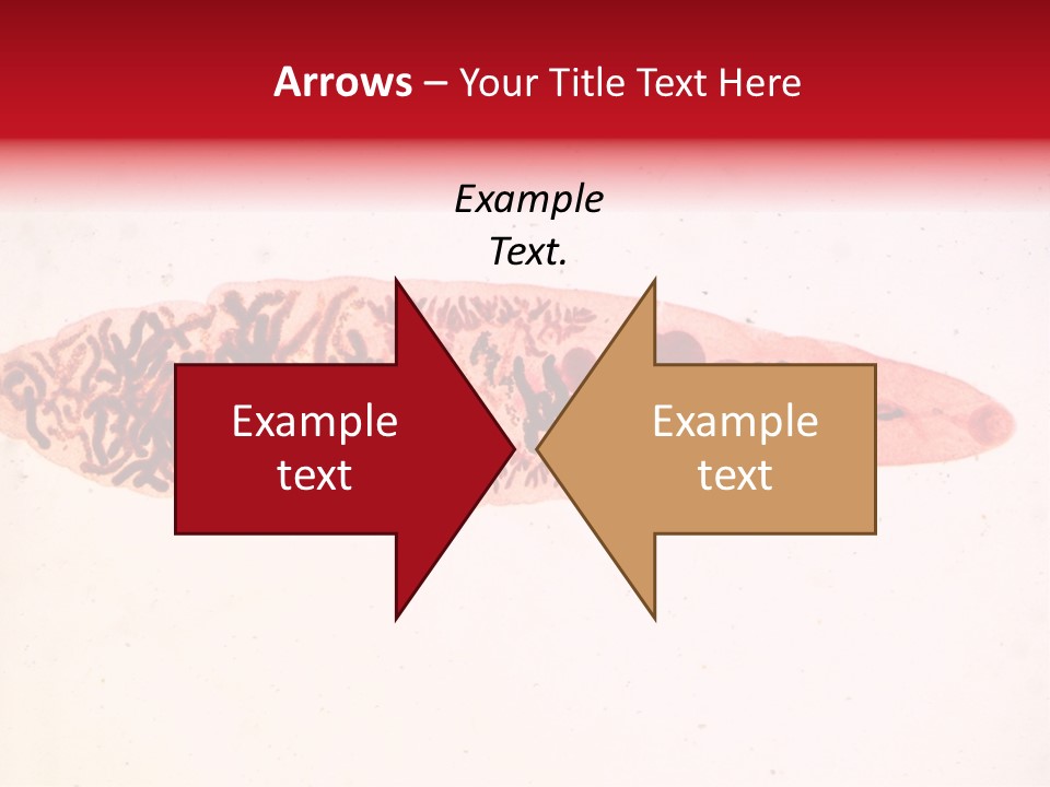 Uterus Eggs Ant PowerPoint Template