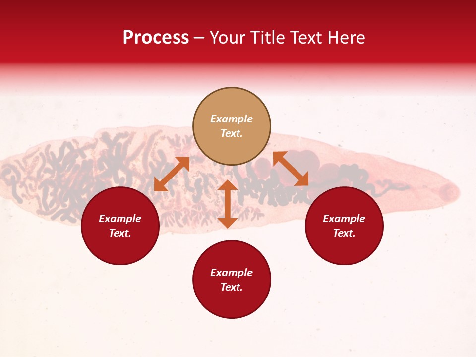 Uterus Eggs Ant PowerPoint Template