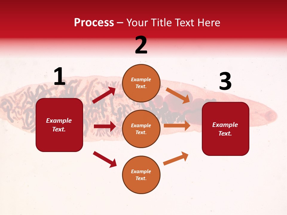 Uterus Eggs Ant PowerPoint Template