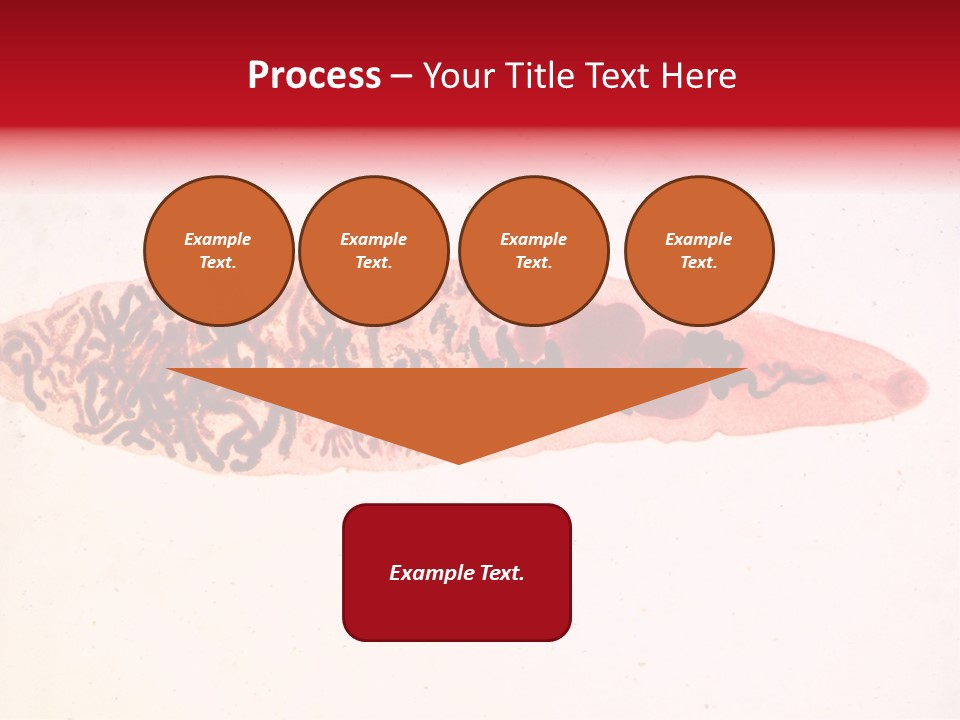 Uterus Eggs Ant PowerPoint Template