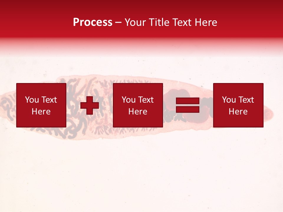 Uterus Eggs Ant PowerPoint Template