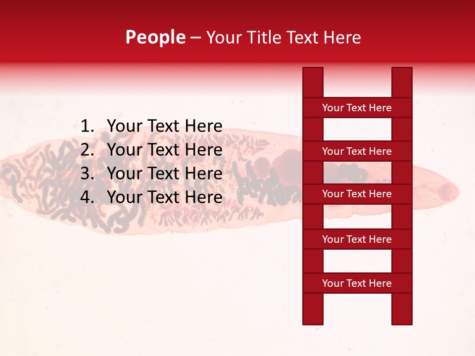 Uterus Eggs Ant PowerPoint Template