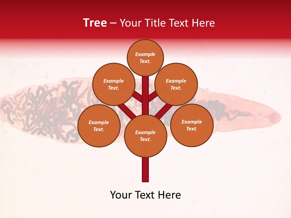 Uterus Eggs Ant PowerPoint Template