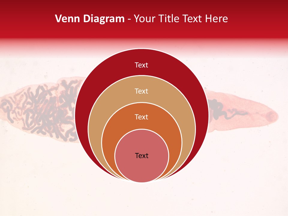 Uterus Eggs Ant PowerPoint Template