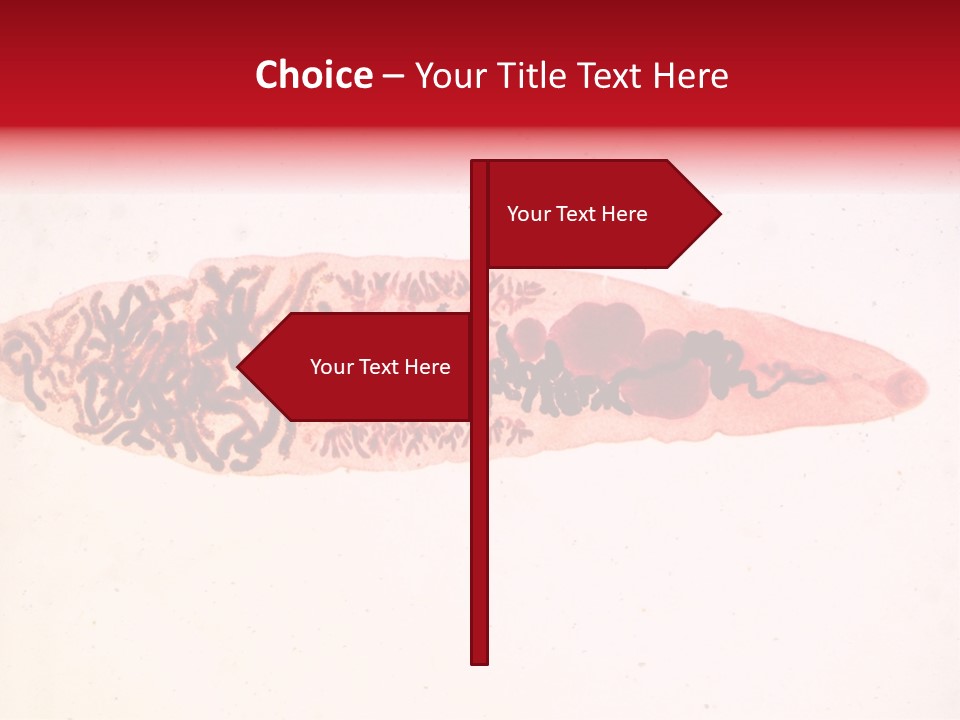 Uterus Eggs Ant PowerPoint Template