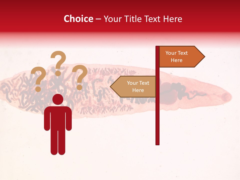 Uterus Eggs Ant PowerPoint Template