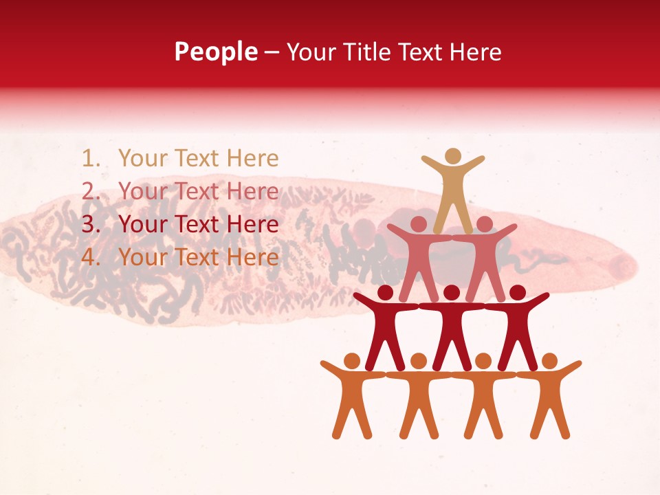 Uterus Eggs Ant PowerPoint Template