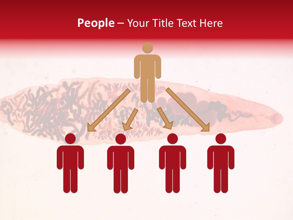 Uterus Eggs Ant PowerPoint Template