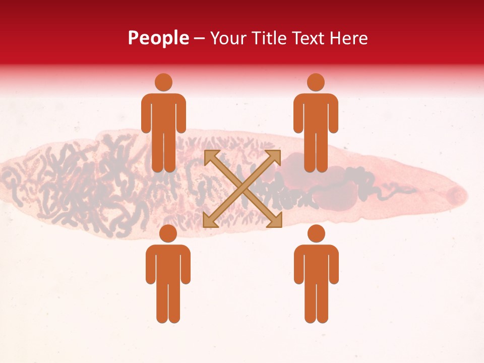 Uterus Eggs Ant PowerPoint Template