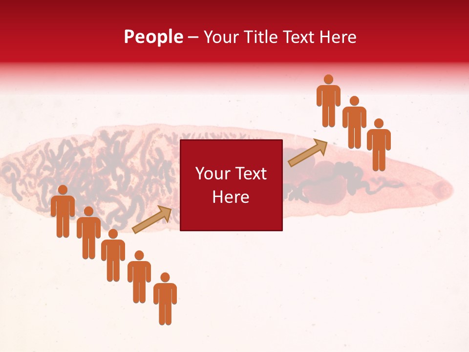 Uterus Eggs Ant PowerPoint Template