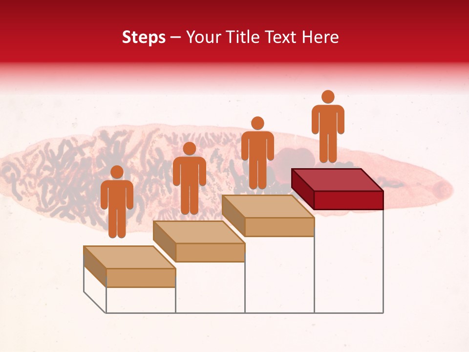 Uterus Eggs Ant PowerPoint Template