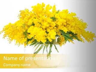 Bloom Acacia Glass PowerPoint Template