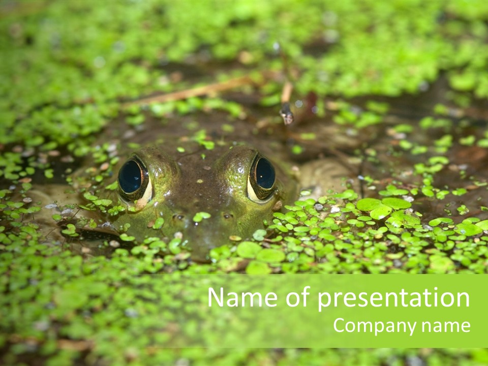 Wildlife Water Outdoors PowerPoint Template