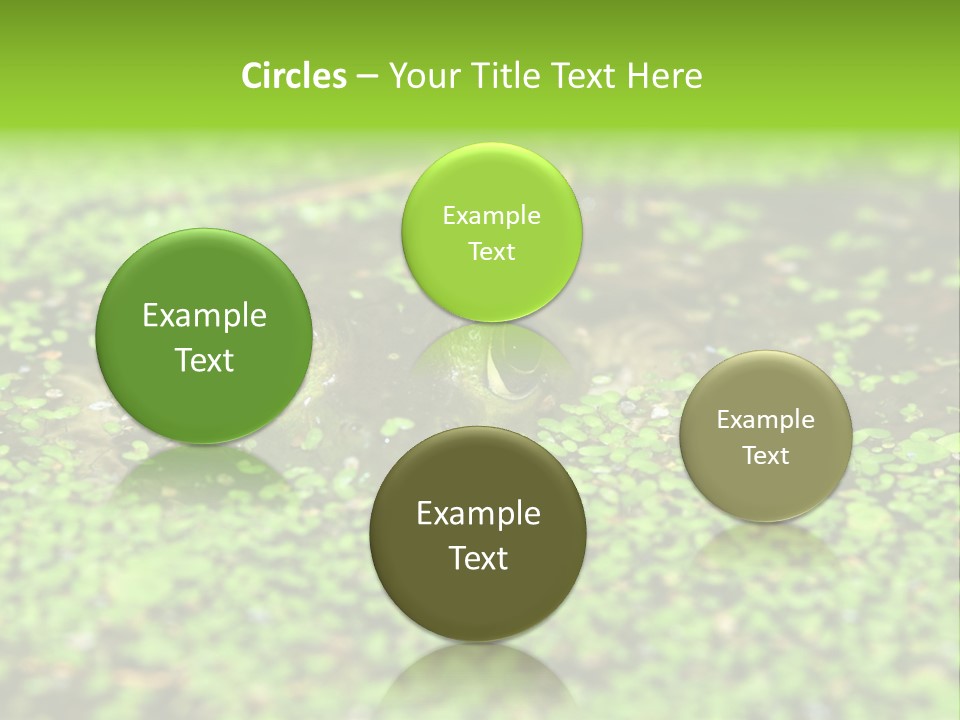 Wildlife Water Outdoors PowerPoint Template