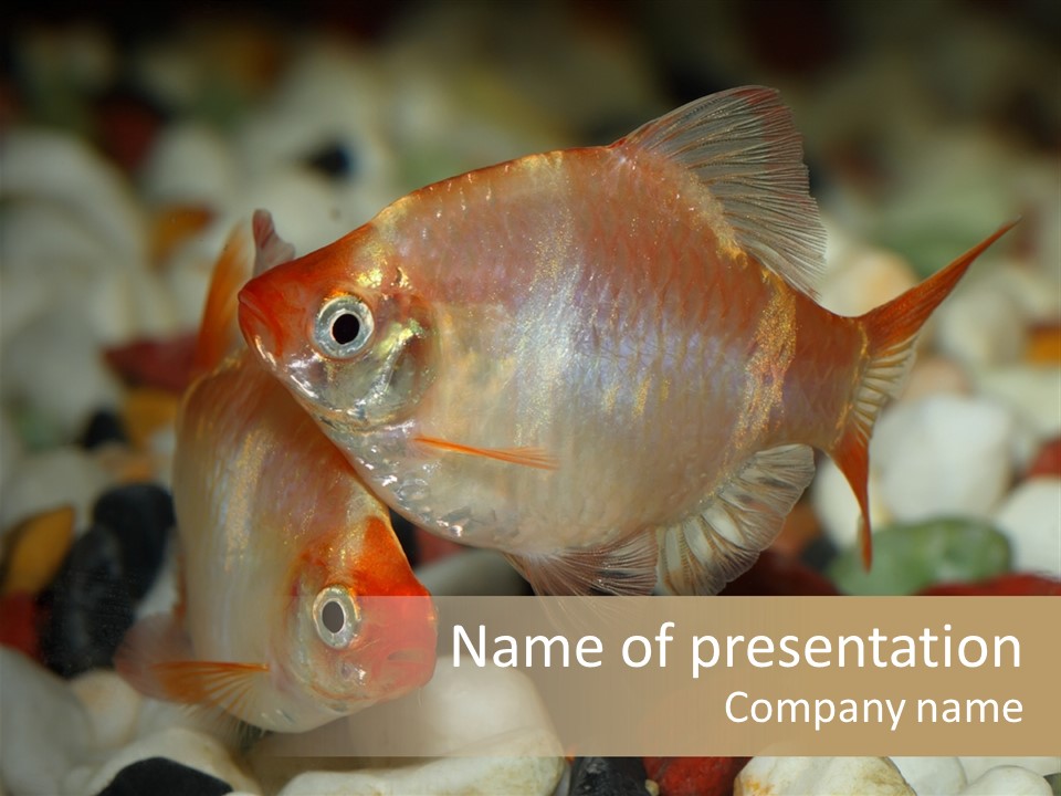 A Couple Of Gold Fish Sitting On Top Of A Pile Of Rocks PowerPoint Template