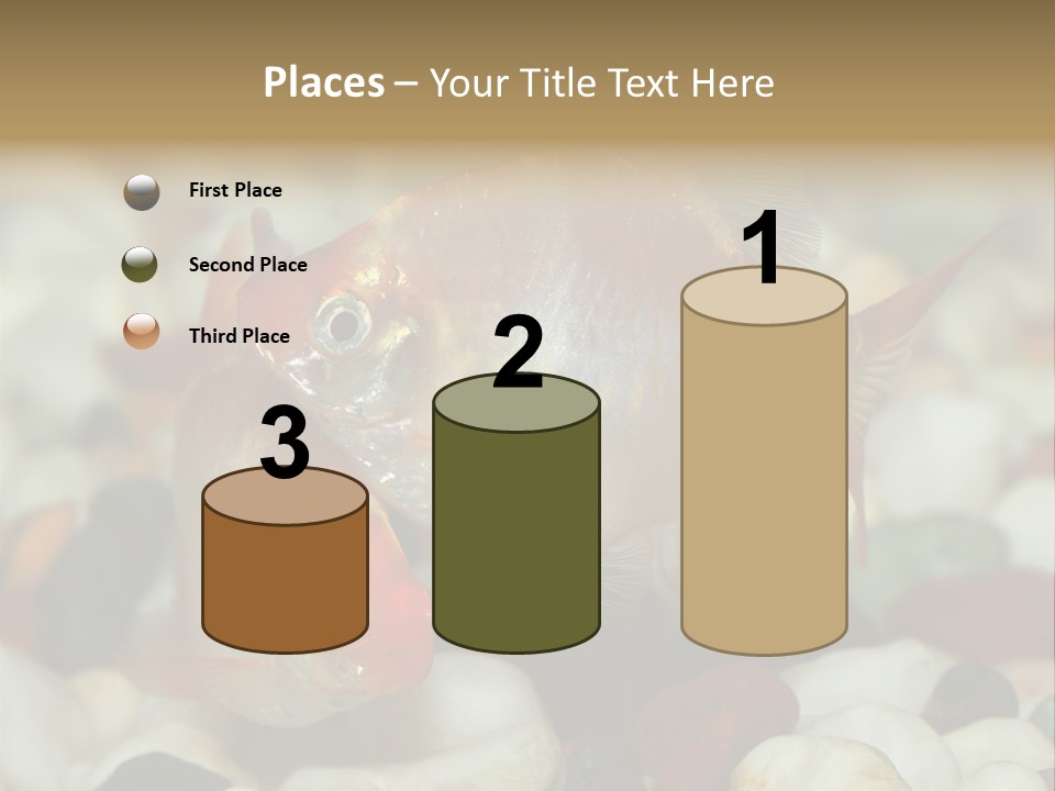 A Couple Of Gold Fish Sitting On Top Of A Pile Of Rocks PowerPoint Template