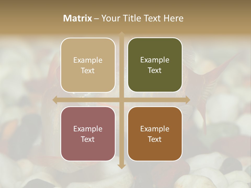 A Couple Of Gold Fish Sitting On Top Of A Pile Of Rocks PowerPoint Template