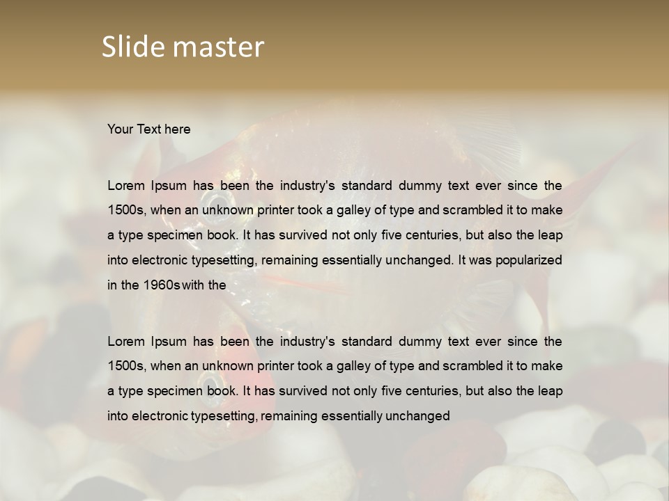 A Couple Of Gold Fish Sitting On Top Of A Pile Of Rocks PowerPoint Template