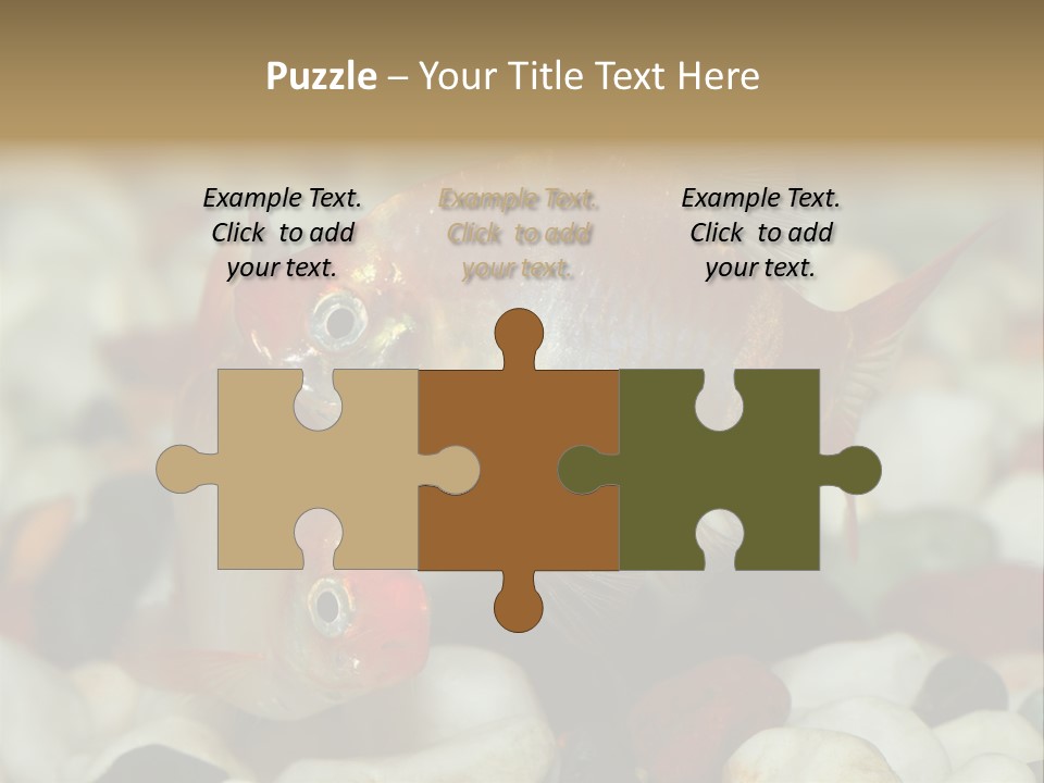 A Couple Of Gold Fish Sitting On Top Of A Pile Of Rocks PowerPoint Template