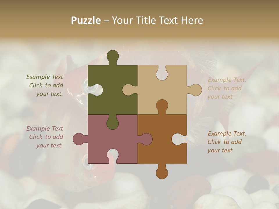 A Couple Of Gold Fish Sitting On Top Of A Pile Of Rocks PowerPoint Template