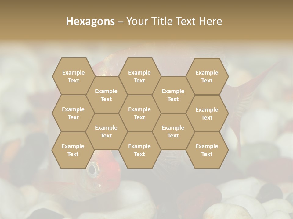 A Couple Of Gold Fish Sitting On Top Of A Pile Of Rocks PowerPoint Template