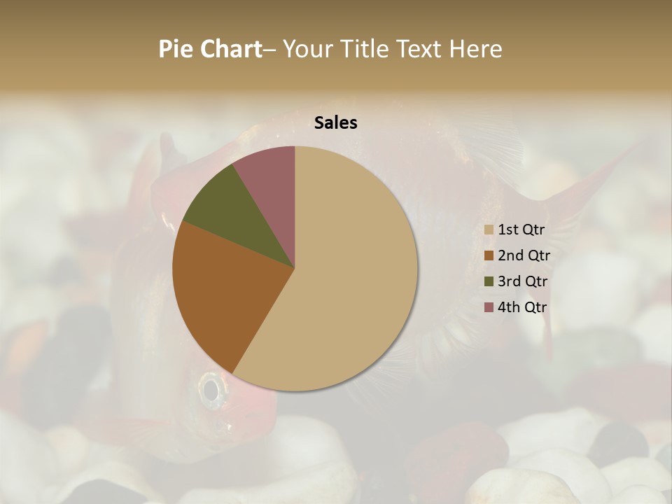 A Couple Of Gold Fish Sitting On Top Of A Pile Of Rocks PowerPoint Template