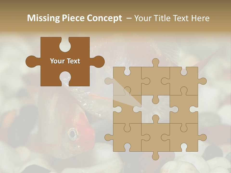 A Couple Of Gold Fish Sitting On Top Of A Pile Of Rocks PowerPoint Template
