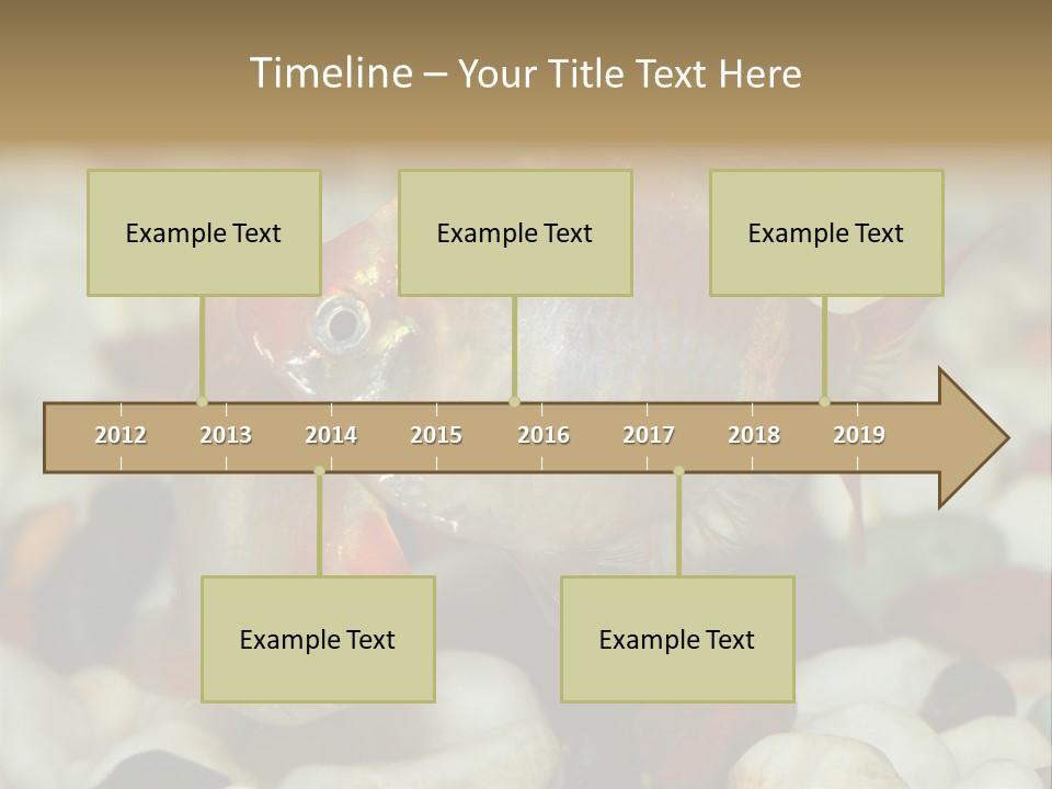 A Couple Of Gold Fish Sitting On Top Of A Pile Of Rocks PowerPoint Template