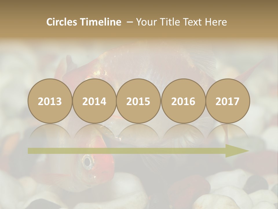 A Couple Of Gold Fish Sitting On Top Of A Pile Of Rocks PowerPoint Template