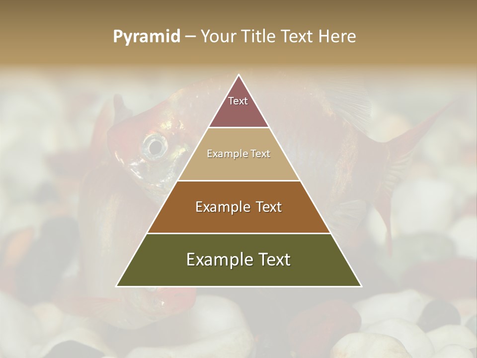 A Couple Of Gold Fish Sitting On Top Of A Pile Of Rocks PowerPoint Template