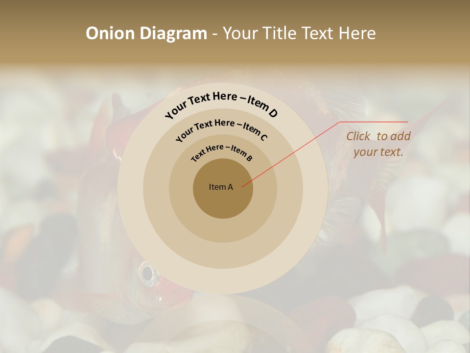 A Couple Of Gold Fish Sitting On Top Of A Pile Of Rocks PowerPoint Template