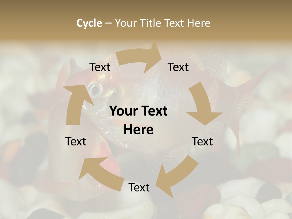 A Couple Of Gold Fish Sitting On Top Of A Pile Of Rocks PowerPoint Template