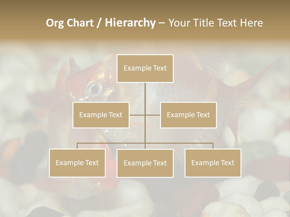 A Couple Of Gold Fish Sitting On Top Of A Pile Of Rocks PowerPoint Template