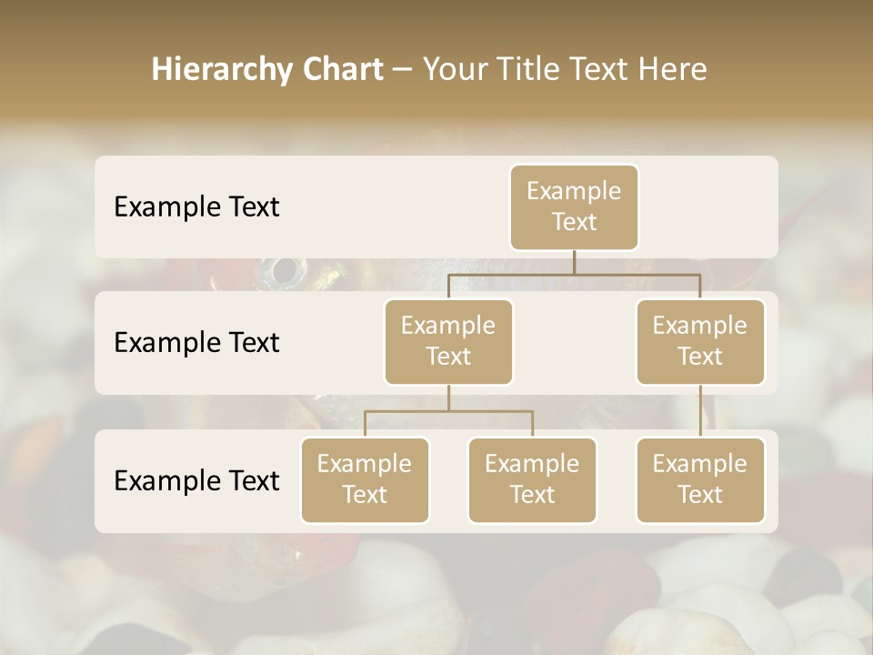 A Couple Of Gold Fish Sitting On Top Of A Pile Of Rocks PowerPoint Template