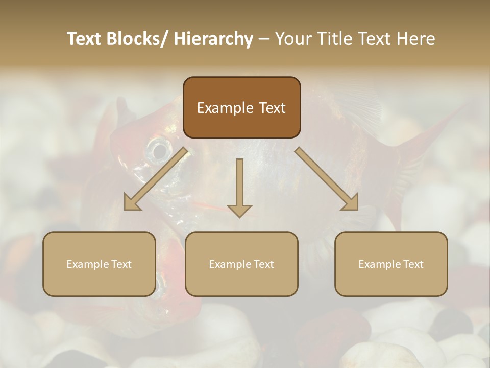 A Couple Of Gold Fish Sitting On Top Of A Pile Of Rocks PowerPoint Template