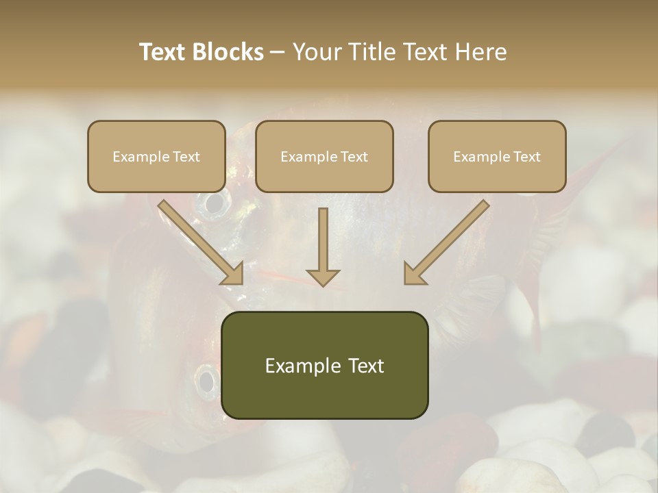 A Couple Of Gold Fish Sitting On Top Of A Pile Of Rocks PowerPoint Template