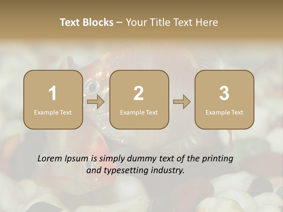 A Couple Of Gold Fish Sitting On Top Of A Pile Of Rocks PowerPoint Template