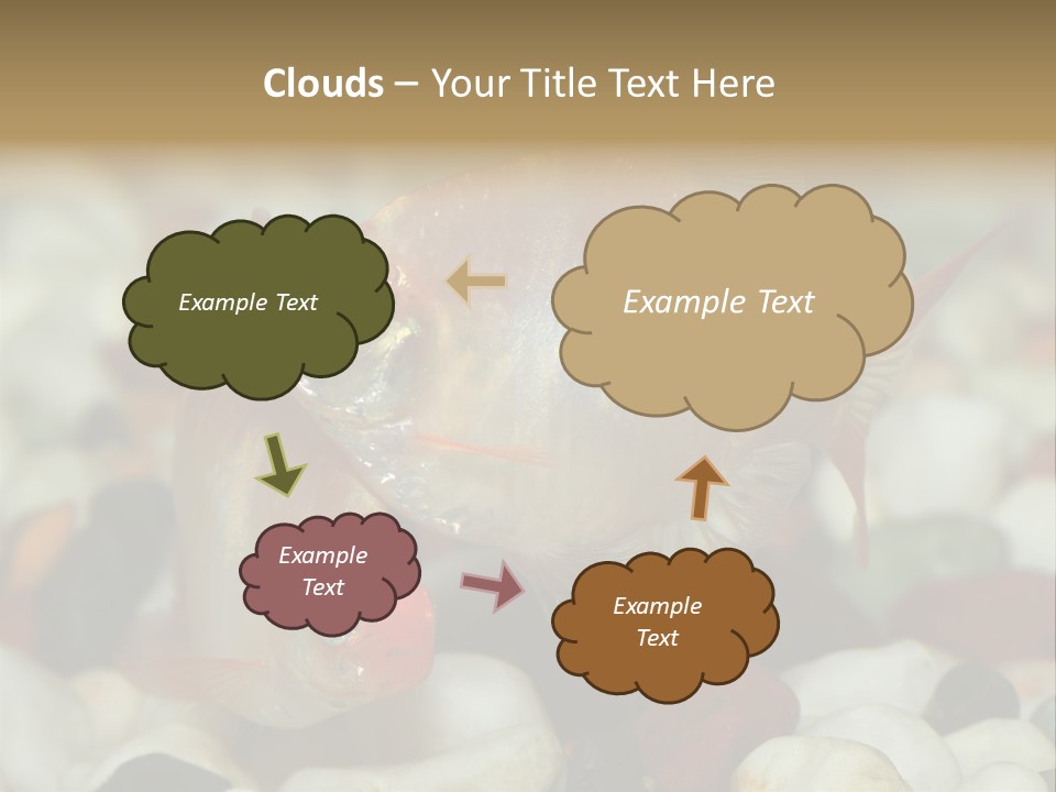 A Couple Of Gold Fish Sitting On Top Of A Pile Of Rocks PowerPoint Template