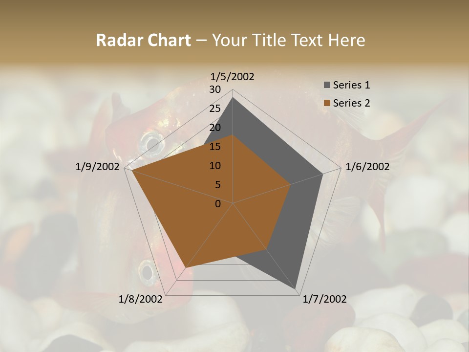 A Couple Of Gold Fish Sitting On Top Of A Pile Of Rocks PowerPoint Template